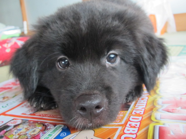 子犬　里親募集 サムネイル1