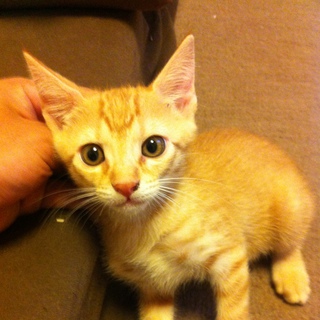 【７月生まれ】茶虎の仔猫ちゃん