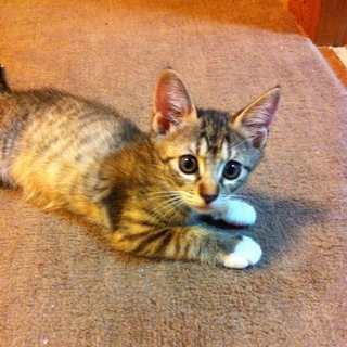 ７月生まれ☆黒白縞の仔猫の里親募集☆