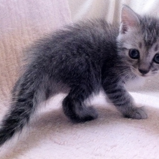 7月に生まれた、シャムネコの赤ちゃん♪