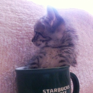 7月に生まれた、シャムネコの赤ちゃん♪