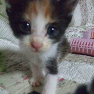 とても素敵な里親さんと巡り合えました！ありがとうございました！