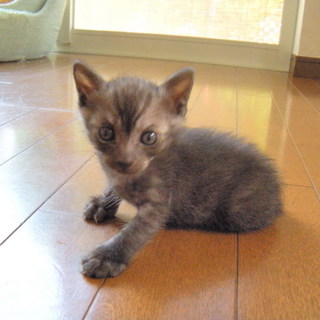 アメショーに特徴が似た雑種猫