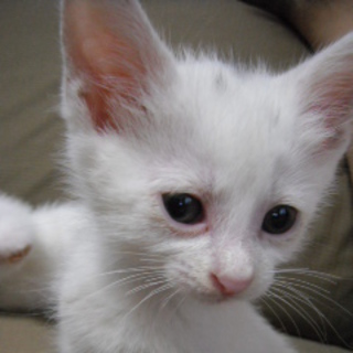 ありがとうございました！新しいご家族の一員として暖かく迎えていただけました。