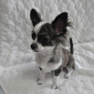 5ヶ月・チワワ♂。里親募集中です。