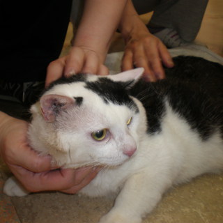 シロちゃんの里親を募集しています！