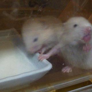 残り１匹（オス）の里親様決定しました