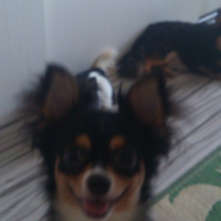 チワワをもらって下さい！