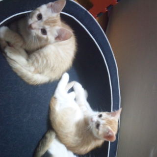 甘えん坊な子猫3匹の里親募集！