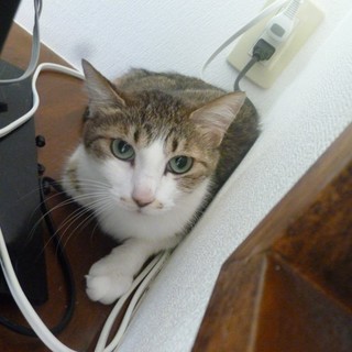 【マリン】メス、雑種、避妊済み【里親募集！】