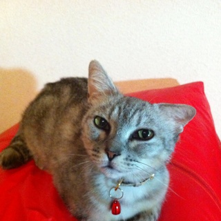 【にゃお】メス、雑種、避妊済み【里親募集！】