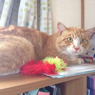 【アレク】オス、雑種、去勢済み【里親募集！】