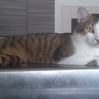 カワイイ猫もらってください