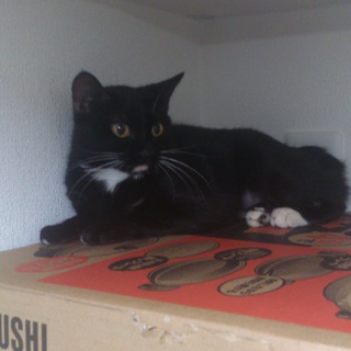 月のような猫もらってください！