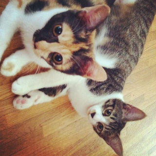 三毛猫ちゃんときじとらちゃん！