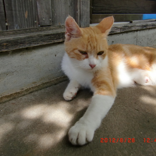 母猫と仔猫の優しい里親の方決定！有り難うございました。