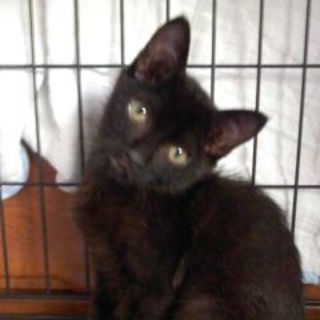 甘ったれ黒仔猫