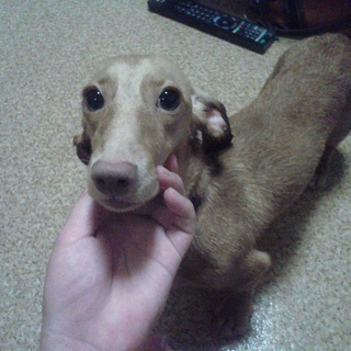 里親さん見つかりました。ありがとうございました。