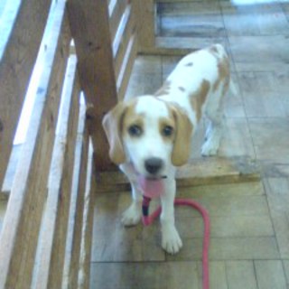 ビーグル ６ヶ月 男の子 群馬県 犬の里親募集 6001 ペットのおうち 月間利用者150万人