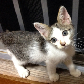 元気いっぱいな子猫