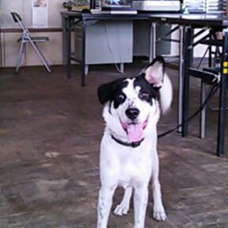 ８ヶ月ミックス犬の里親募集