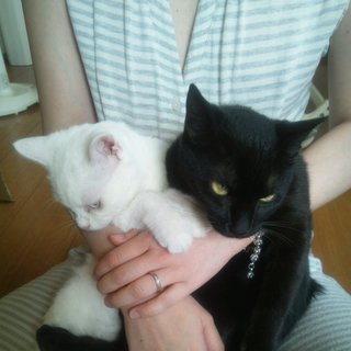 子猫二人の里親を探しています