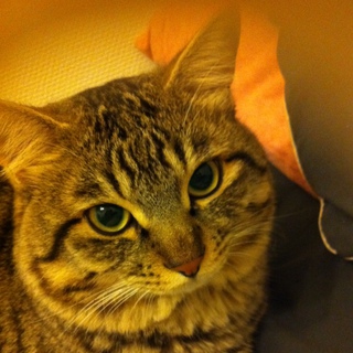 イケ可愛い猫です☆