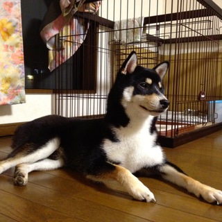 黒柴生後１０ヶ月、とても人懐っこいです。