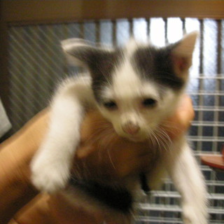 子猫の里親募集します