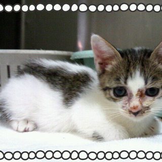 １か月半くらいの女の子。人懐こい可愛い子です。