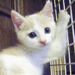 里親さんを募集しています