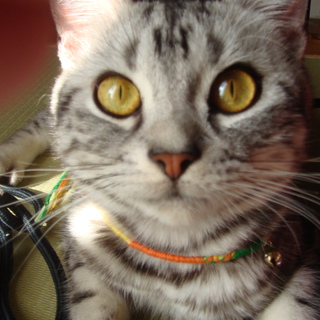 超元気!!ｱﾒｼｮｰ♀２匹