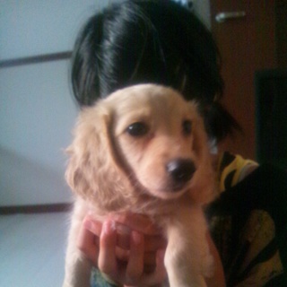  仔犬里親募集します