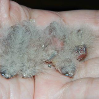 キンカチョウ雛