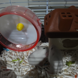 ジャンガリアンハムスター