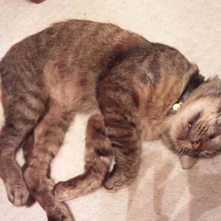 《道南方面》キジトラ♂ 三歳位 エイズキャリアです