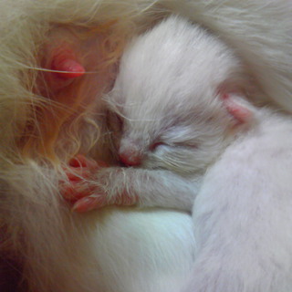 生後一週間♂(白・白・茶・茶・三毛・黒・黒)