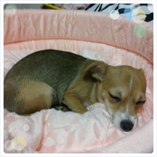 ジャックラッセルテリア×チワワのミックス