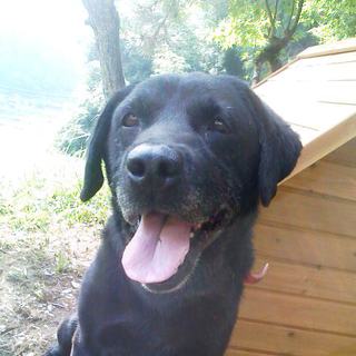 ラブラドール・レトリーバー／オス／小さめ　人が大好き！