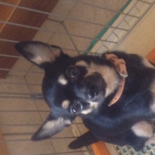 緊急募集！！家族になってください。