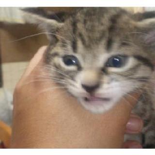生後3ヶ月の子猫の里親募集