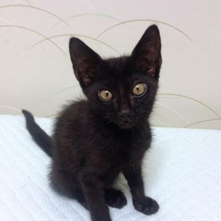 仔猫里親見つかりました