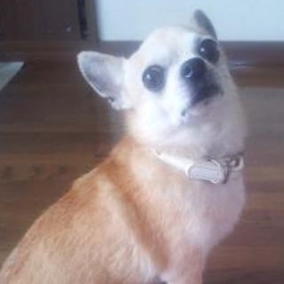 9歳チワワ　里親募集！