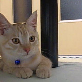 この子の家族になって下さい。