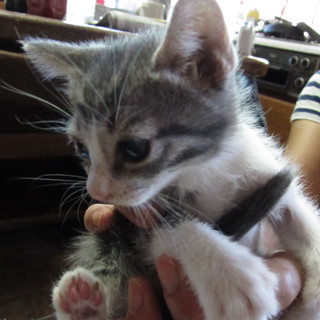 グレー・男の子