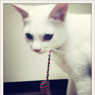 《東京》真っ白オス猫里親募集