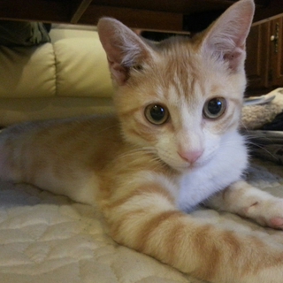 仔猫の里親探しております！