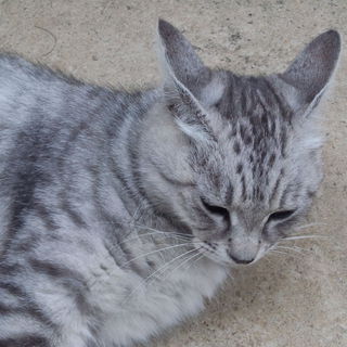 里親さんになって下さい