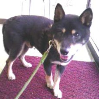 黒柴おとなしい小さめ