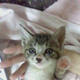 急募！優しい家族になってあげて下さい！